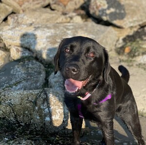 Fundraising Page: Donna Lindsay